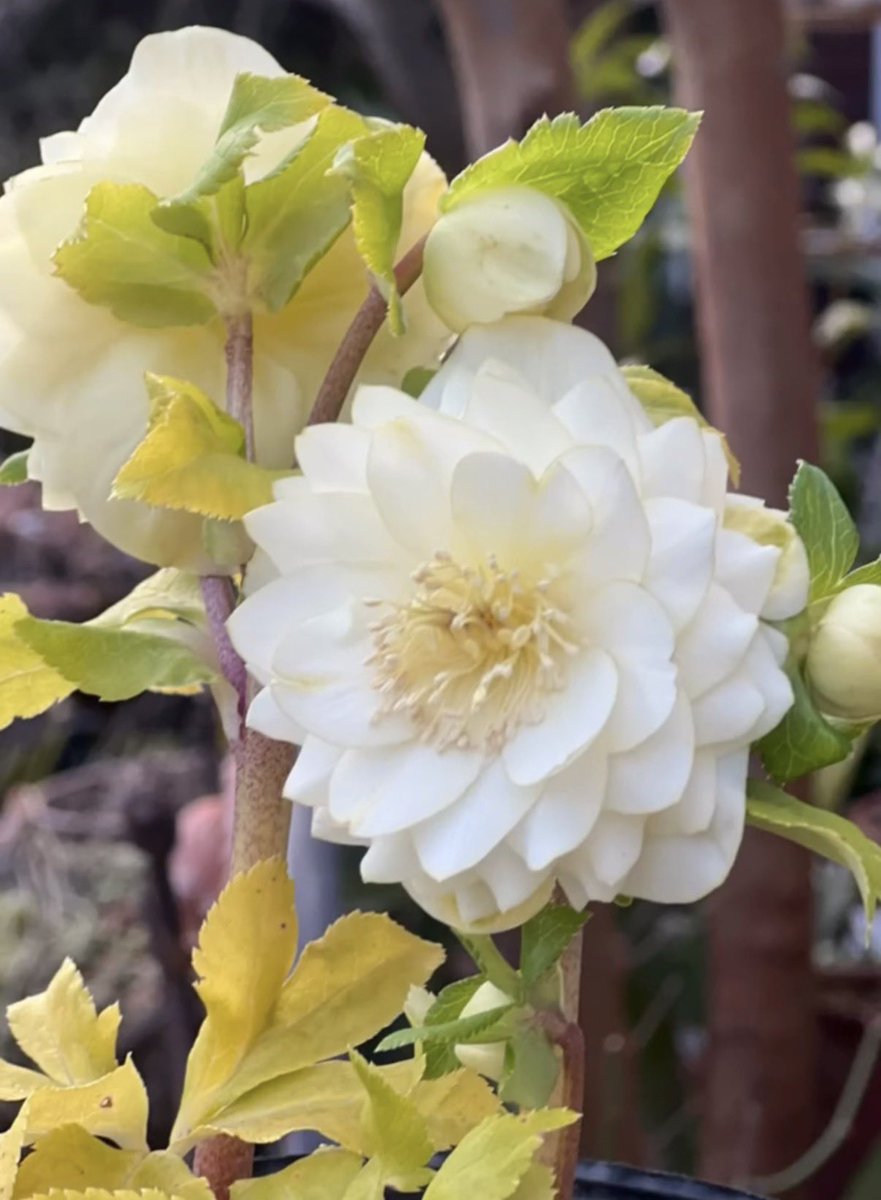 左 クリスマスローズ昨年の花 右は今の様子 昨年 グリーンゲートさんに