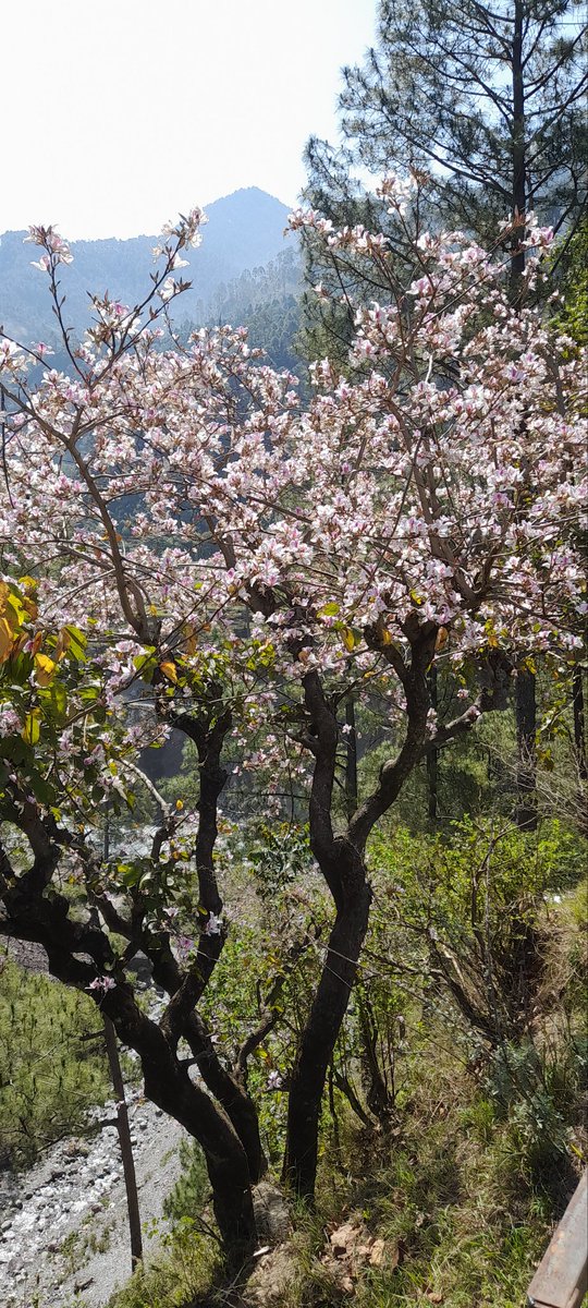 KumarAmit1729's tweet photo. कंचनार का पेड़। हमारे उत्तराखंड में इसे कहते हैं ग्वीराल
इससे एक आयुर्वेदिक दवा बनती है
कंचनार गुग्गुलु https://t.co/JgFTCviN3G