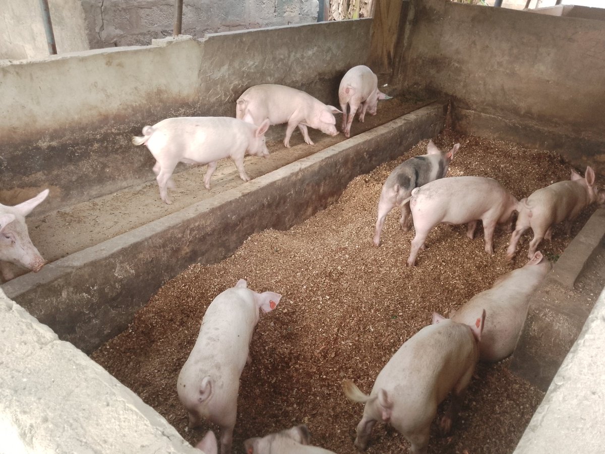 ViFarmsGh's tweet photo. Going #Green is the best decision we've made so far, even though it is costly. We're saving a million litres of water with our current capacity, reducing tonnes of rice husk and sawdust being burnt into the atmosphere thereby reducing carbon footprint significantly.... https://t.co/J9CKZv71KB