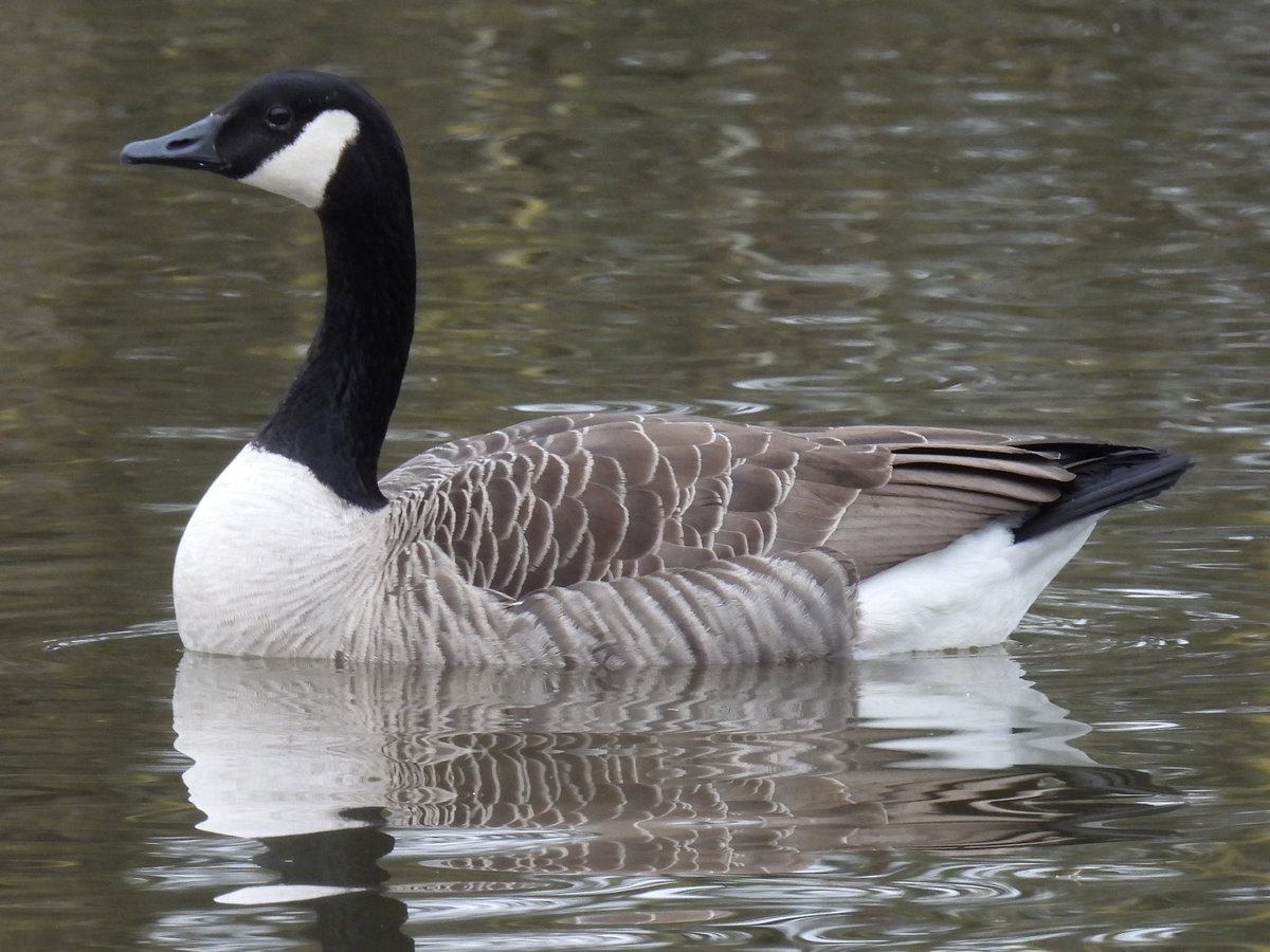 Palumbus_Pics's tweet image. Handsome canada goose #canadagoose #birds #naturephotography