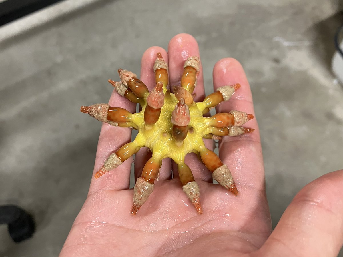 メナシスト tweet media