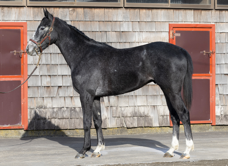🐴PEGASUS32 牡2歳 父：ゴールドシップ 母：スカーレットテイル 美浦
