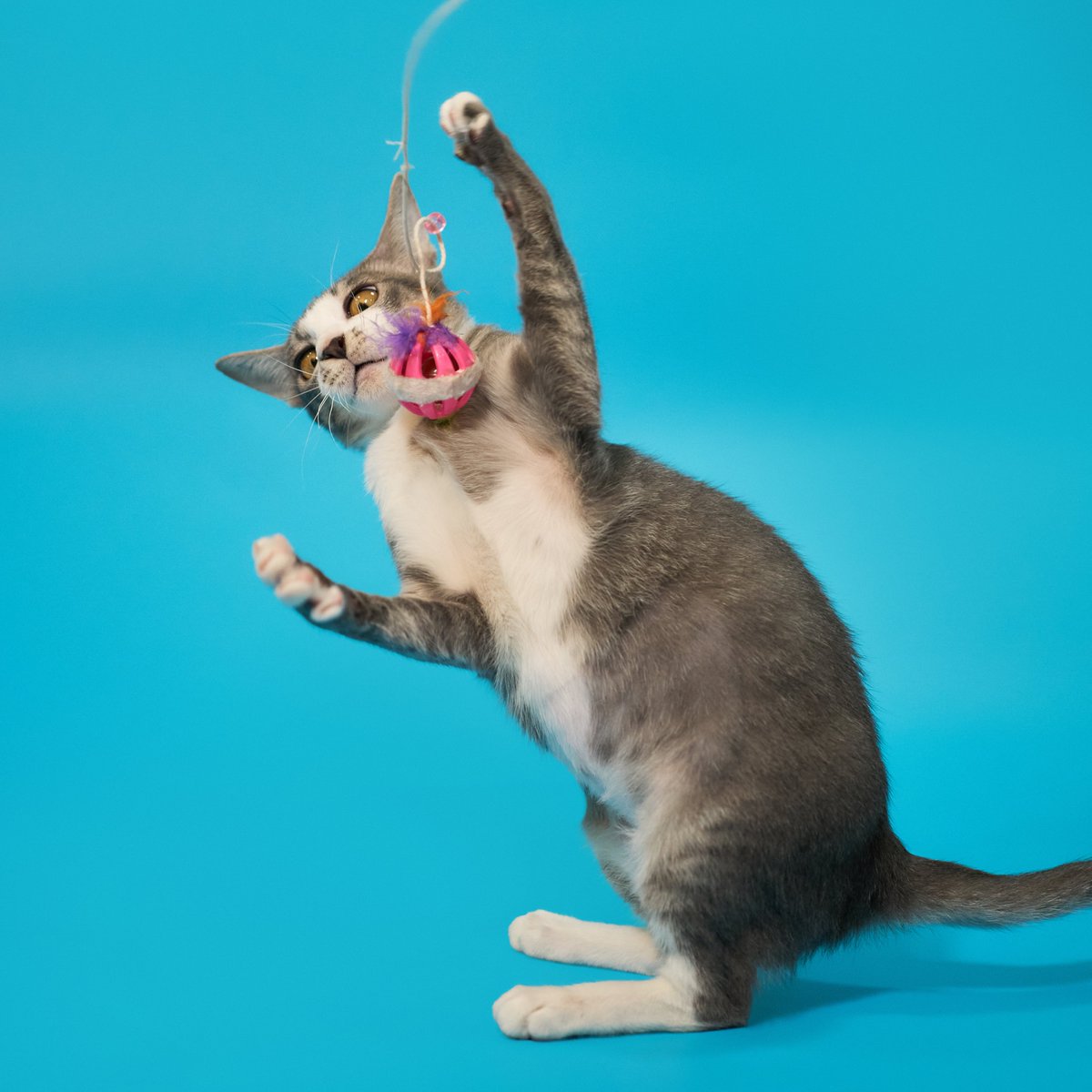 น้องแมวหาบ้านวันนี้🧡 

📷โอบเอื้อ เพศเมีย อายุ 7 เดือน

สนใจรับเลี้ยงแอดไลน์ @adoptionth 
หรือโทร 061-2642296

#availableforlocal #แมวหาบ้าน #หาบ้านให้แมว #แมวจรหาบ้าน #ลูกแมว