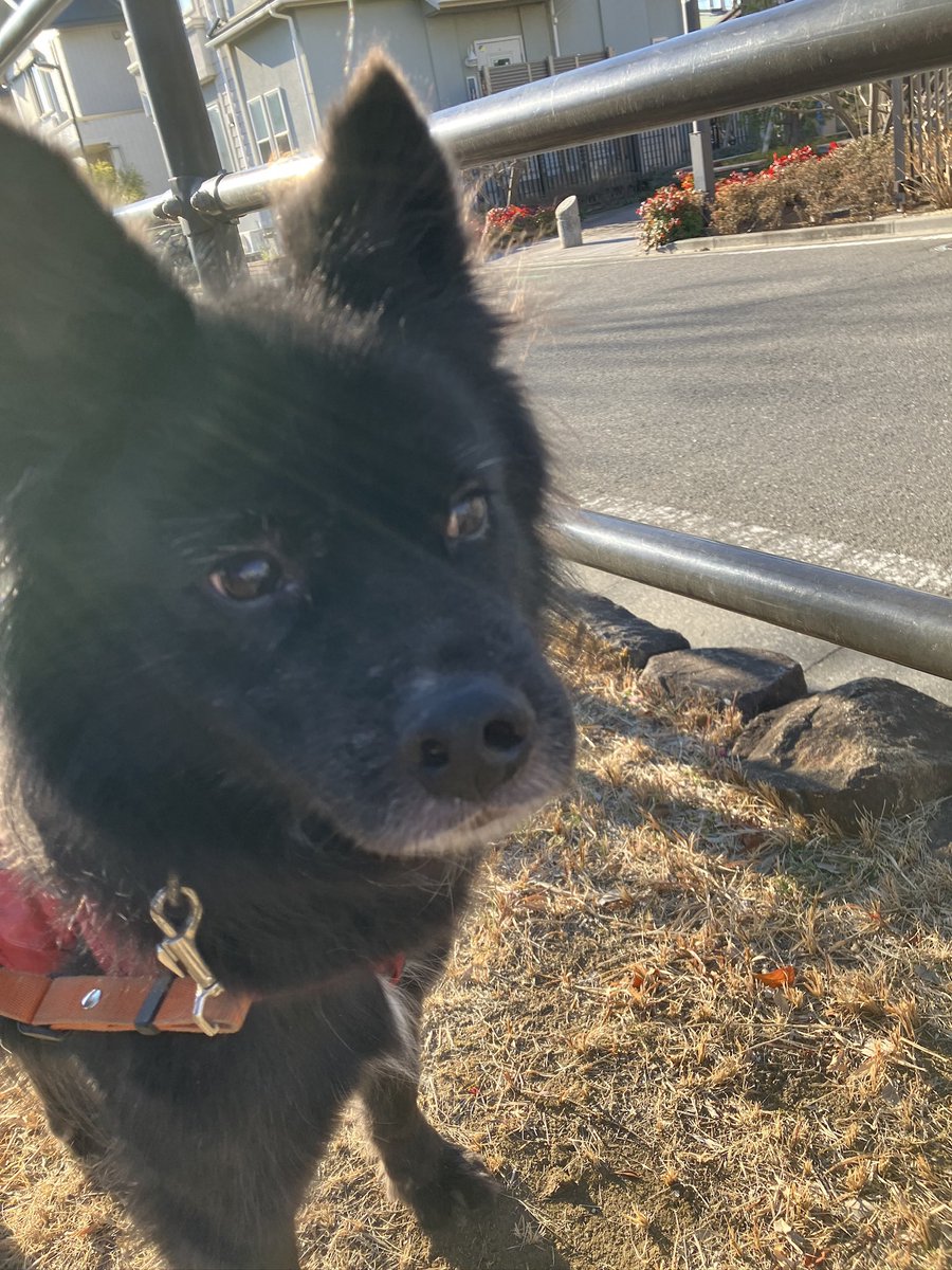 PwjShonan's tweet photo. ハーネス付けの際はスタッフにしっぽを��りながらスリスリをして、のびで準備体操をするとお利口さんにハーネスを付けさせてくれます✨

お外にはまだ怖いものがありますが、音を確認して、落ち着いて歩けることも増えてきました🐕

タム　推定9歳　約16kg

#保護犬 #元野犬 #里親募集中 https://t.co/QQI7suyc3E