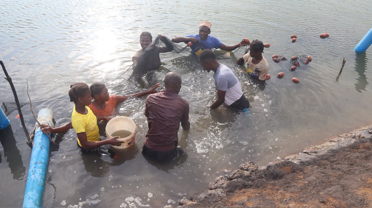BlueEconomy003's tweet photo. The groups have constructed two modern fish ponds each and adopted improved mariculture practices to boost prawn and milkfish production.

The exercise helps track growth rates, productivity, and overall pond performance, ensuring farmers are on course for higher yields. https://t.co/icCGEWWIrH
