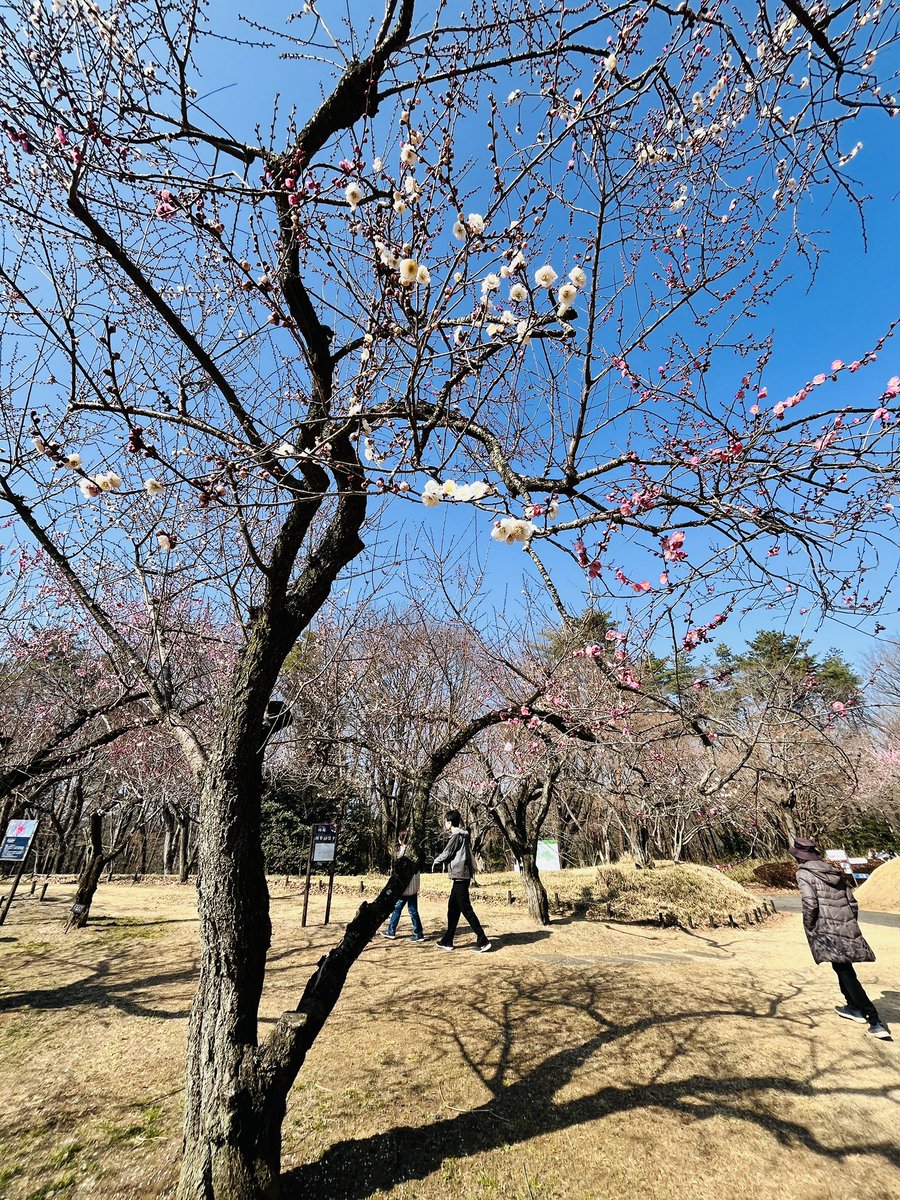 森林公園梅林に、ちょっと変わった木があるんです…… 写真から分かり