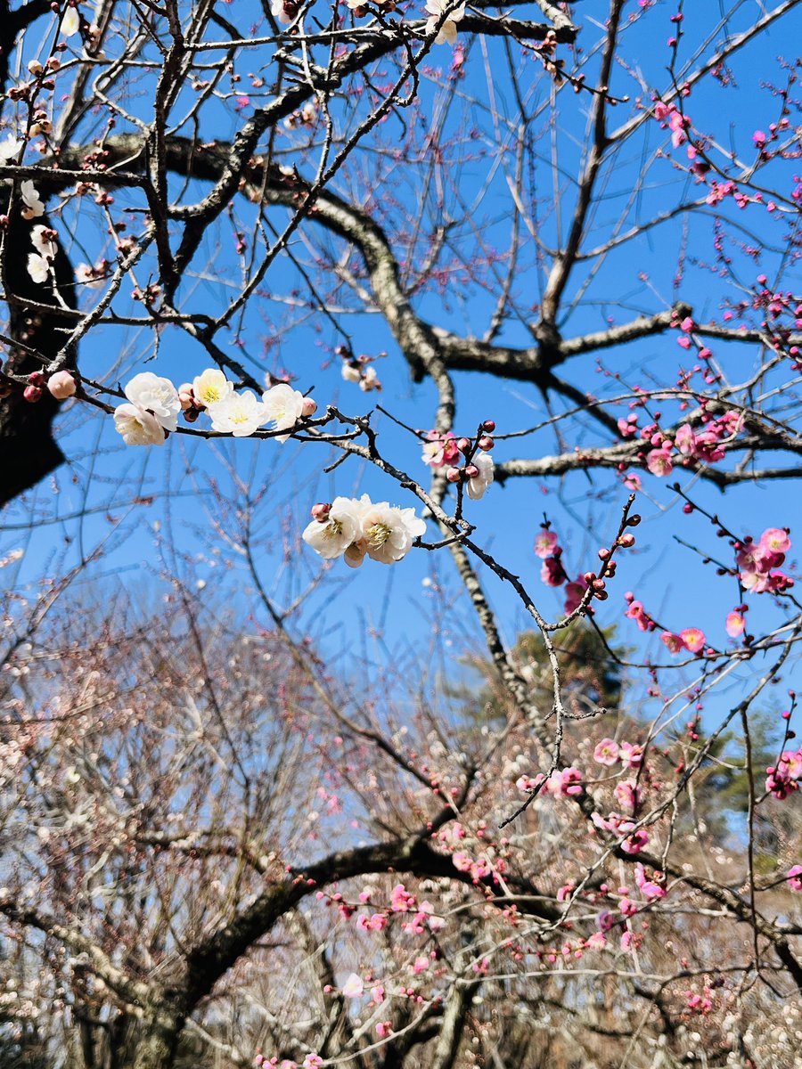 森林公園梅林に、ちょっと変わった木があるんです…… 写真から分かり