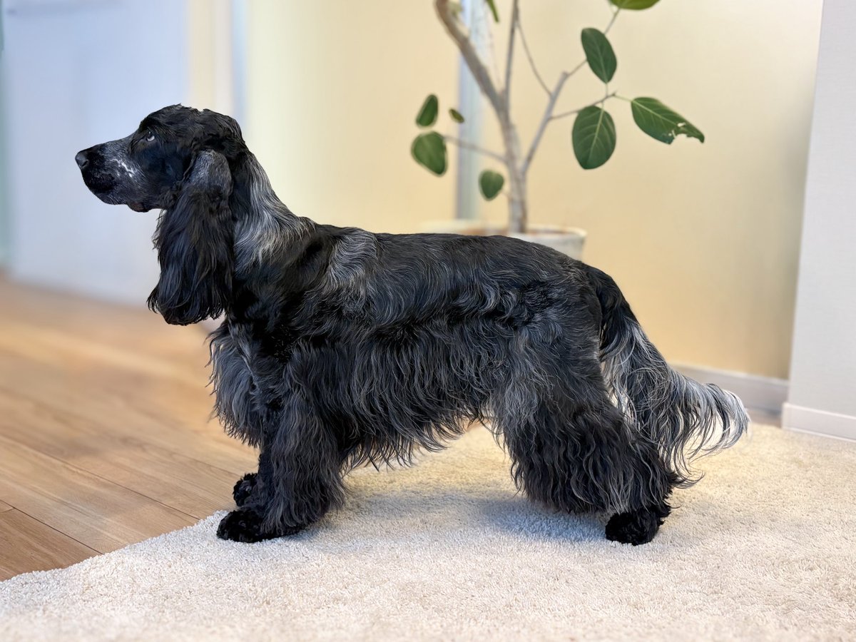 ももう (@UnderGulion) / Posts / X