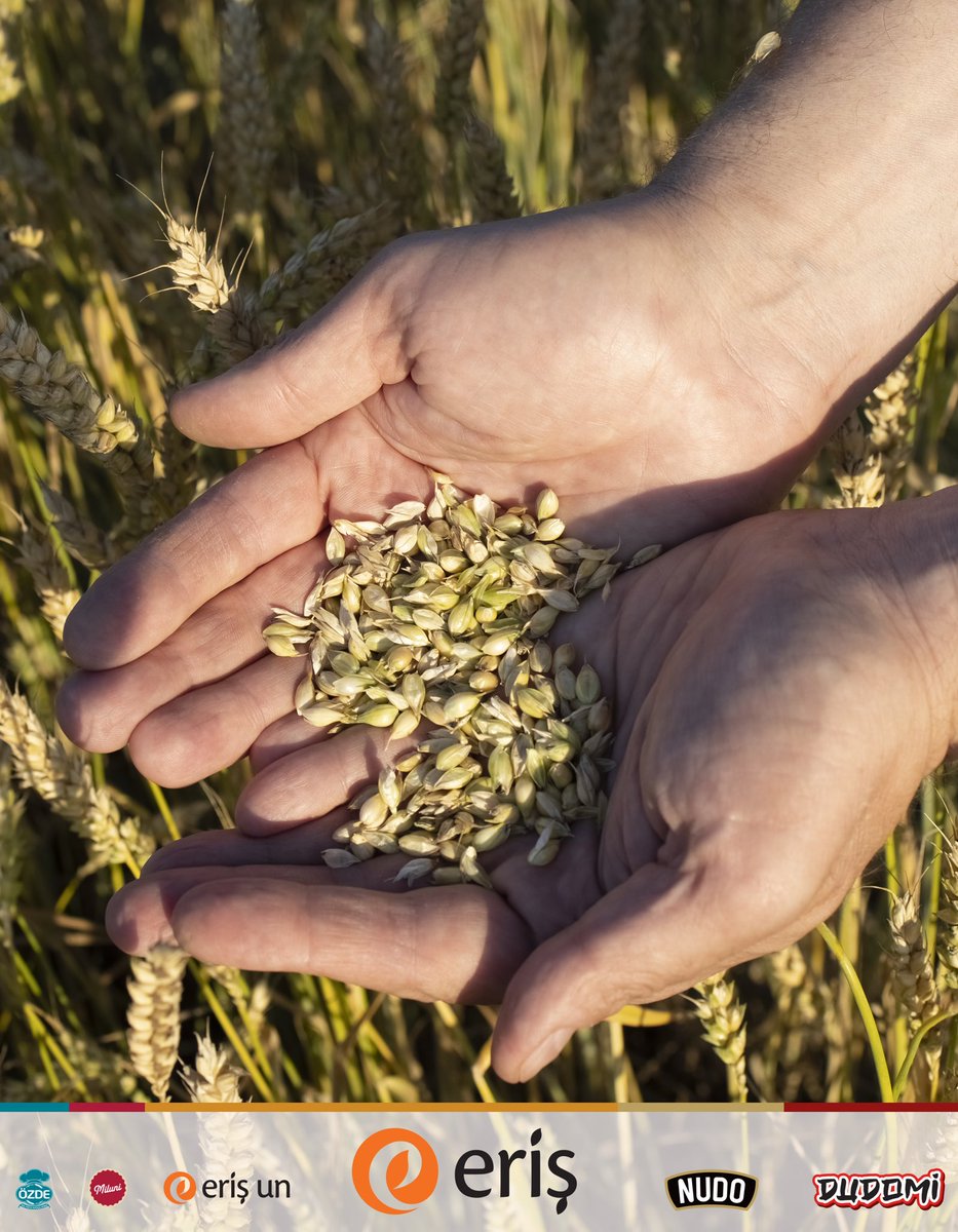 Doğanın sunduğu buğdayı, en saf hâliyleözenle işleyip una dönüştürmek bizimiçin sadece bir üretim süreci değil, yıllardır taşıdığımız bir sorumluluk. Erişler olarak, ürünlerimizin her aşamasında daima en  kaliteli buğdaylardan elde edilen unları tercihediyoruz.