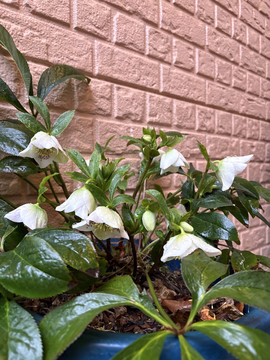 こんにちは😃。 今日は朝からずっと雨☔。 久しぶりの雨☔でお庭の花