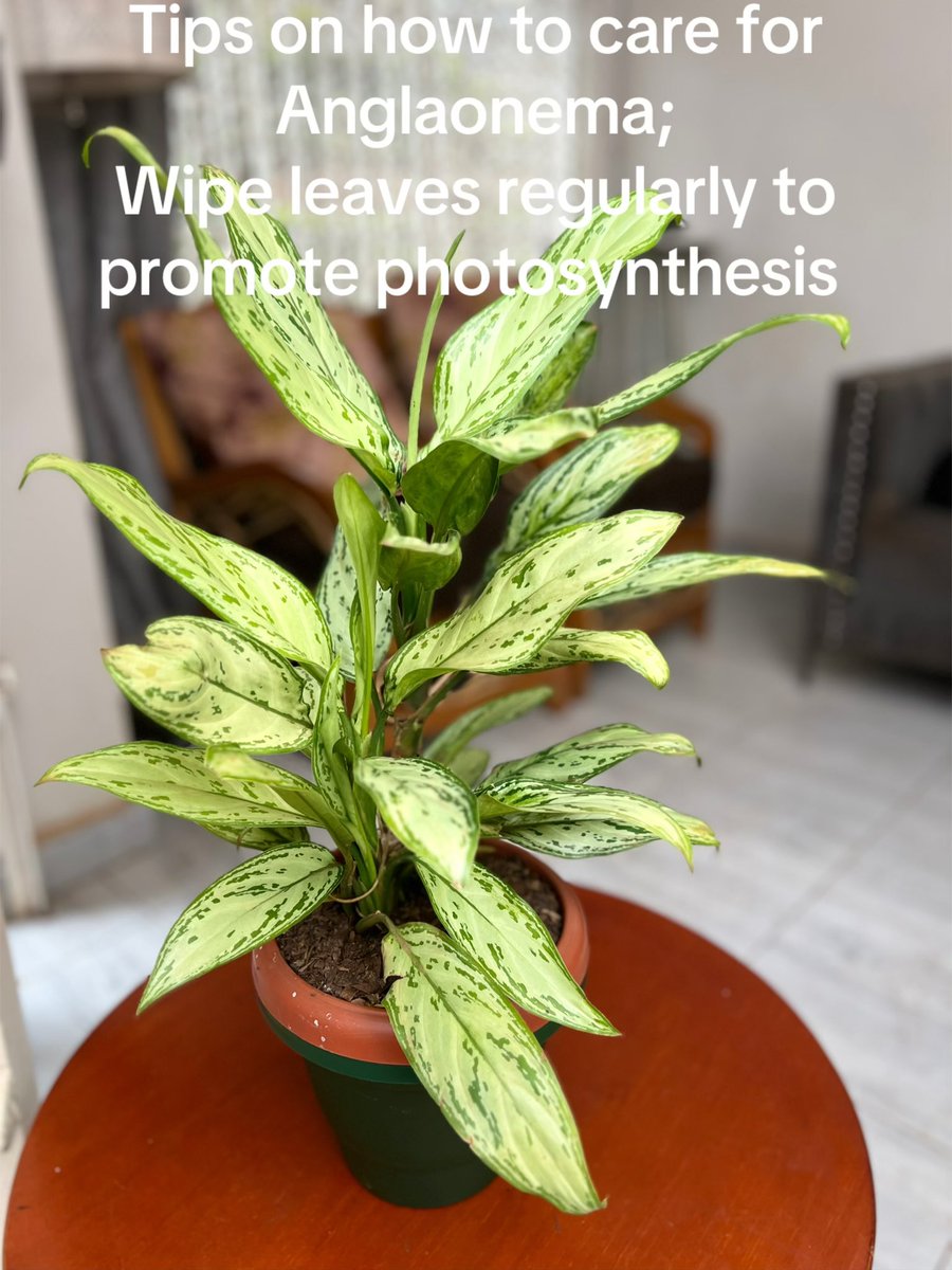 RuwiEssentials's tweet photo. Aglaonema (Chinese Evergreen) are hardy, low-maintenance houseplants that thrive in moderate-to-bright indirect light and warm, humid conditions. Water when the top 1-2 inches of soil dry out. Use well-draining, peat-based soil.
#ruwiessentials #plants #indoors #fyp https://t.co/BfiZZwikcf