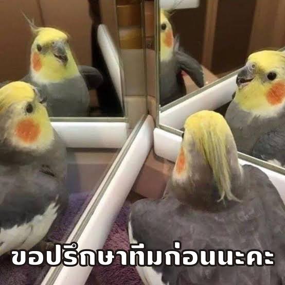 ม.ร.ว.จรัสระวี อัลปาช่า🦙🌱 tweet media
