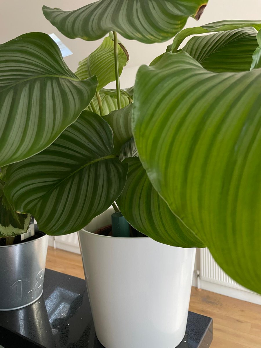 Rebecca Williams tweet media