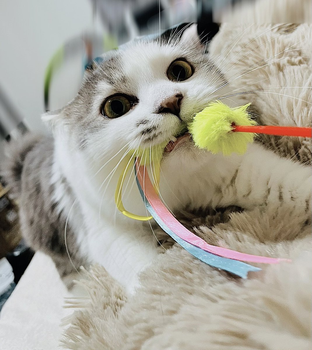 この子猫の必死顔好きすぎて꒰ঌ(๑⃙⃘ˊ꒳​ˋ๑⃙)໒꒱