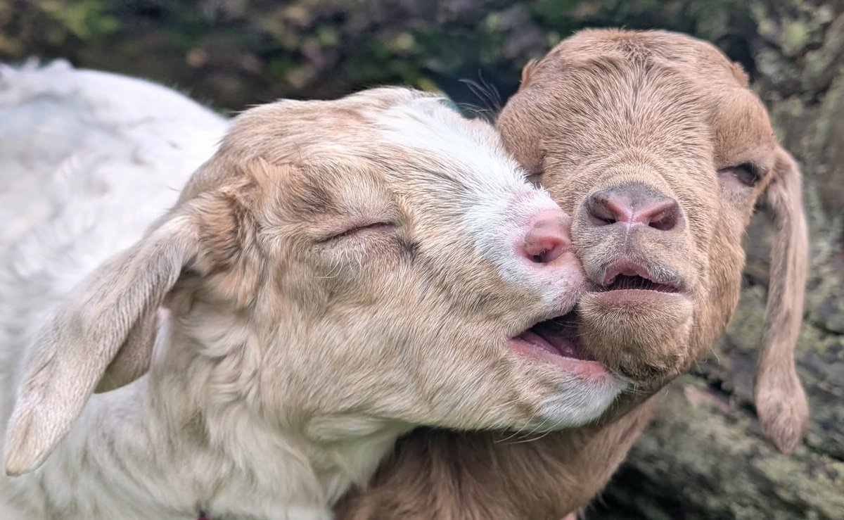 Buttercups Sanctuary For Goats tweet media