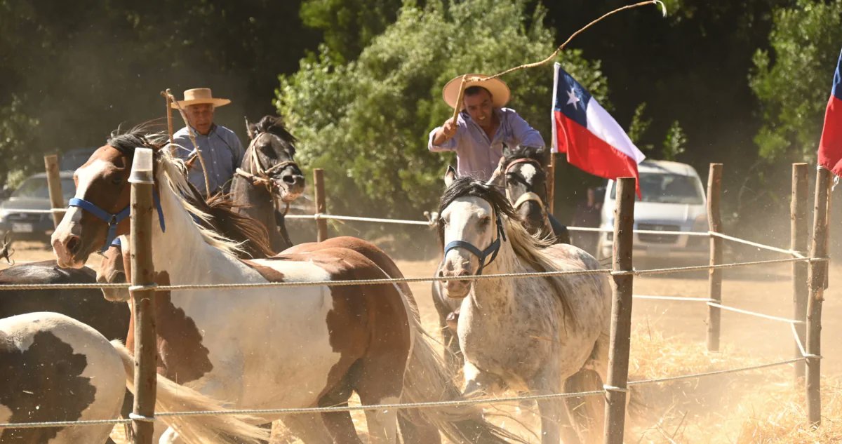 lafontanacl's tweet photo. 🐴 #Ñuble | Bulnes alista su "Gran Trilla a yegua suelta" este fin de semana tras exitosa previa
-
https://t.co/zgoe2IhSgQ https://t.co/a5LcNol9Xk