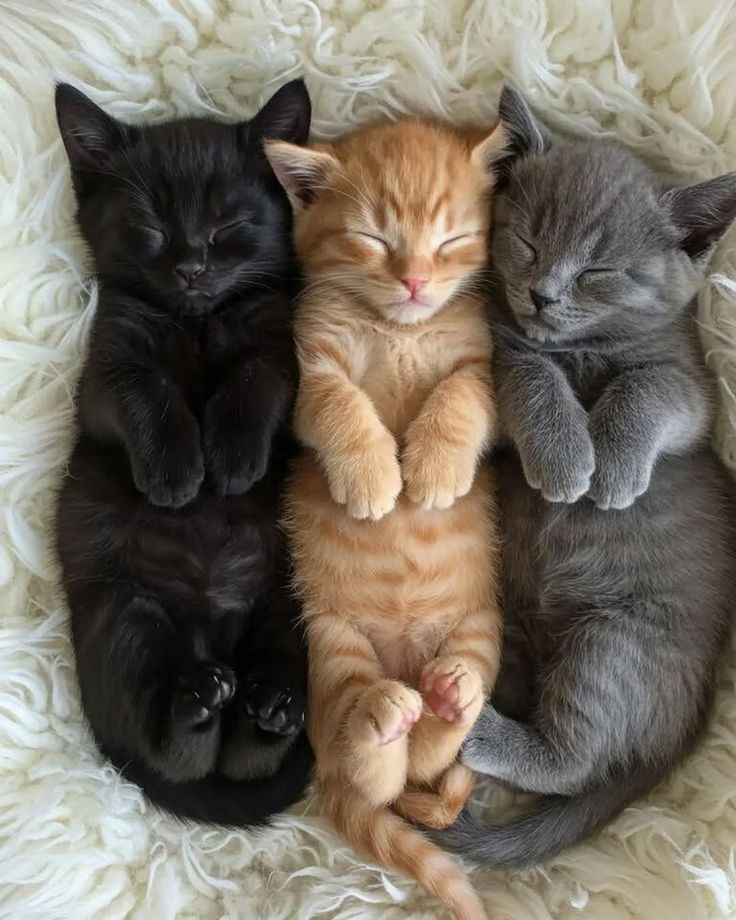 Cat 🐈 tweet media