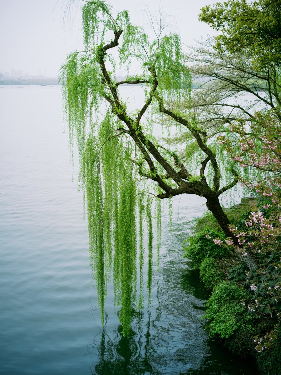 Hasselblad tweet media