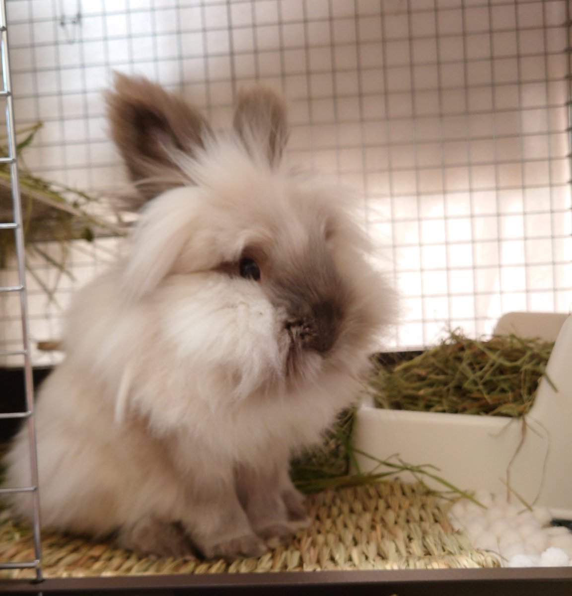 ころも・Y・の飼い主 tweet media