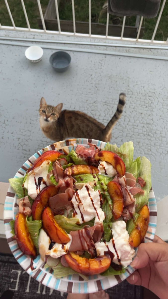 🐈🐈‍⬛ tweet media