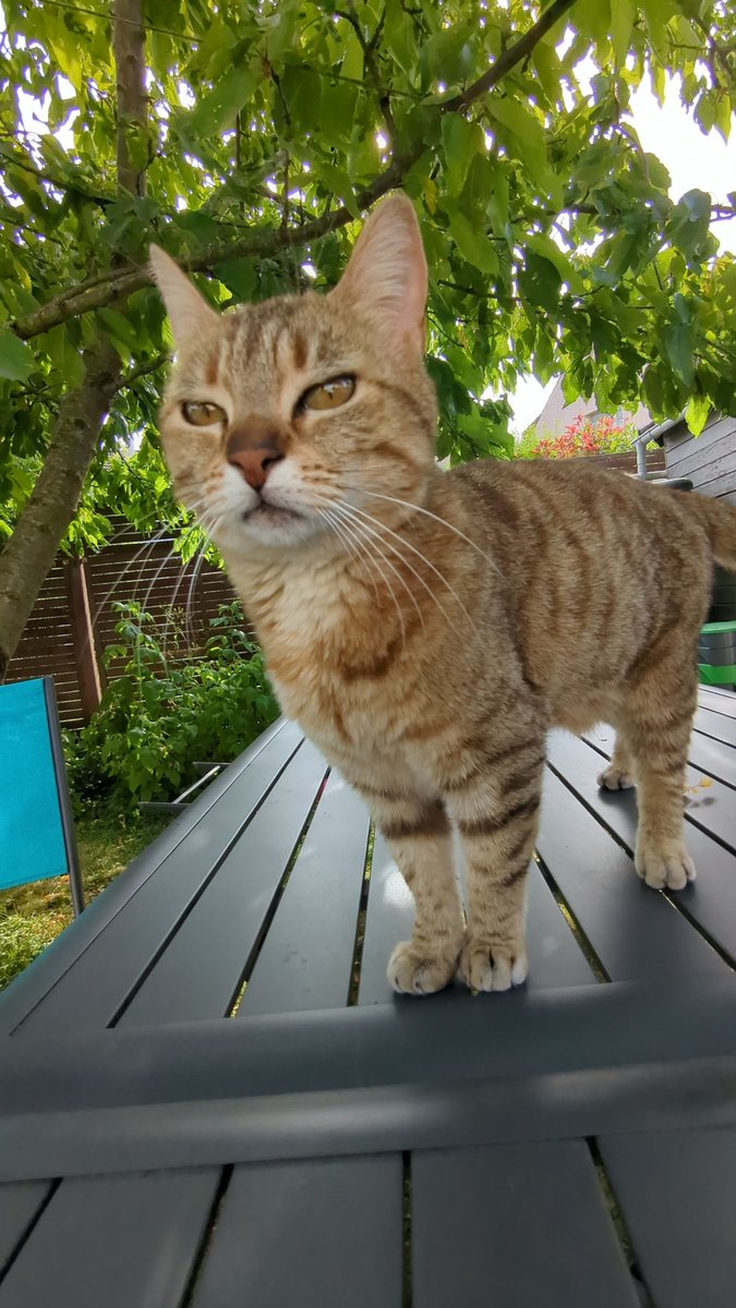 🐈🐈‍⬛ tweet media