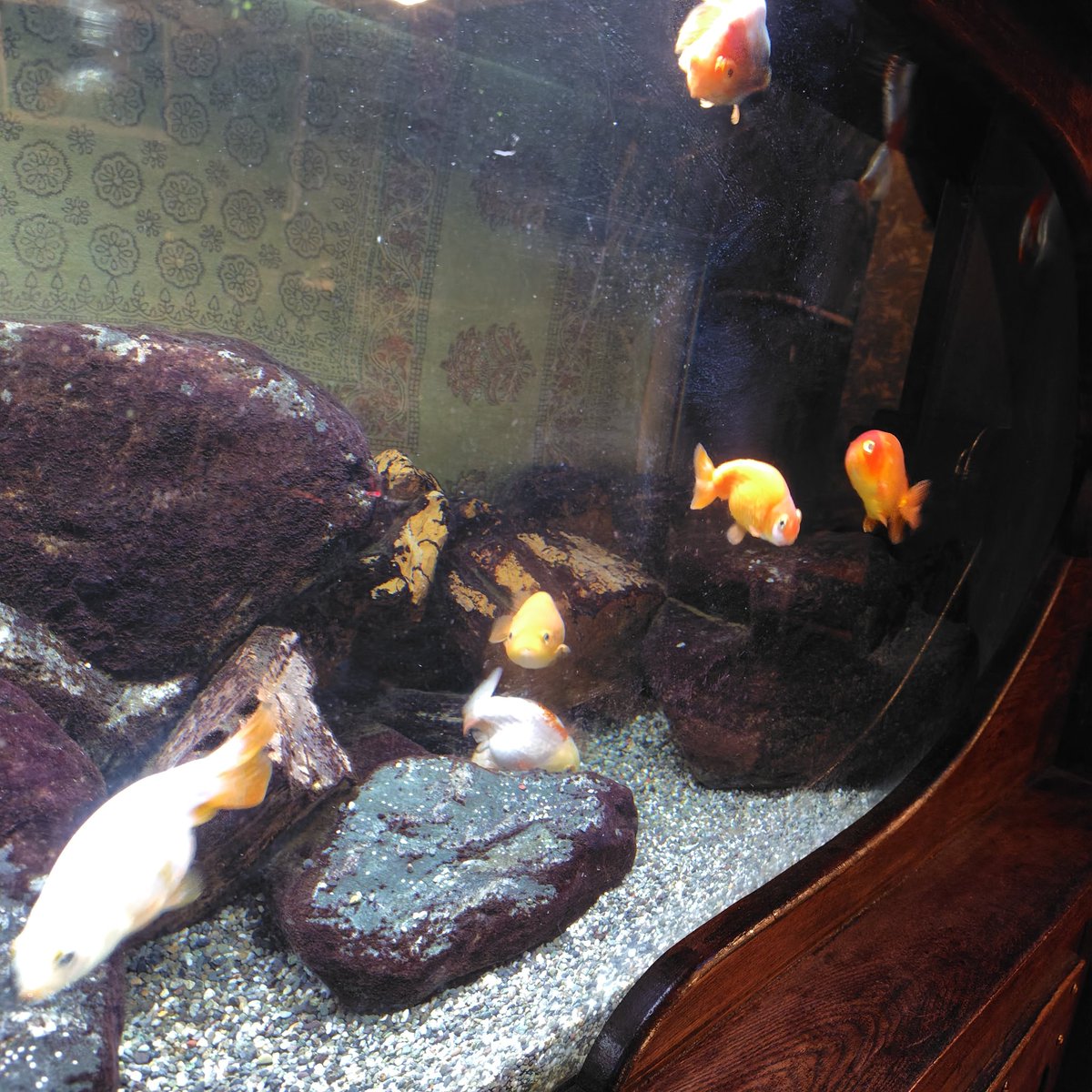 nachure_m's tweet photo. リハが終わったので、今日も金魚は元気です( ´ ꒳ ` )ﾉ
18:00からライブスタートですよ！！
配信勢も準備はいいかな！？
#ライブ #渋谷 #ツイキャス https://t.co/5arfNWJlvf