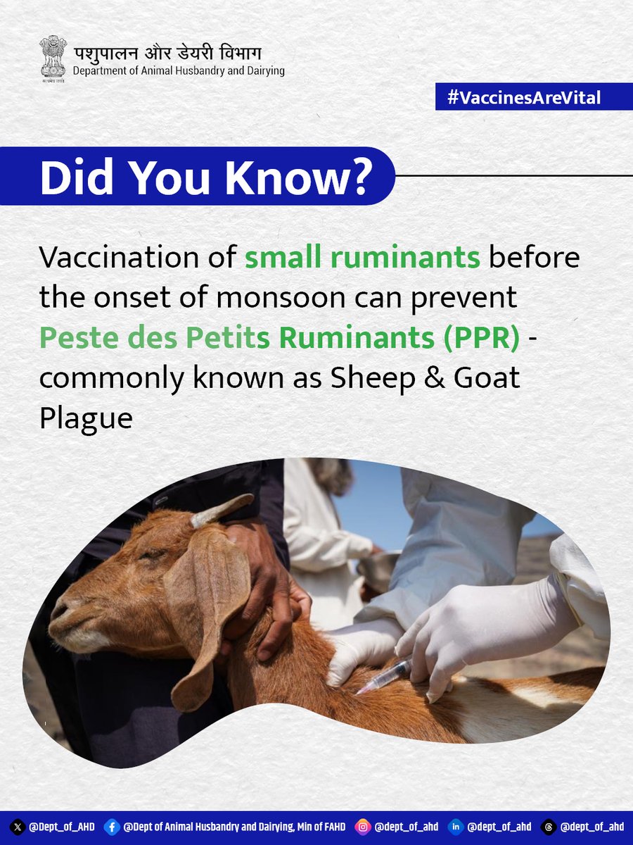 Dept_of_AHD's tweet image. Did you know? 

Timely vaccination of small ruminants before the onset of monsoon can help prevent Peste des Petits Ruminants (PPR), commonly known as Sheep and Goat Plague.

#VaccinesAreVital #PPR #SheepAndGoat #SmallRuminants #AnimalHealth #LivestockCare #DiseasePrevention