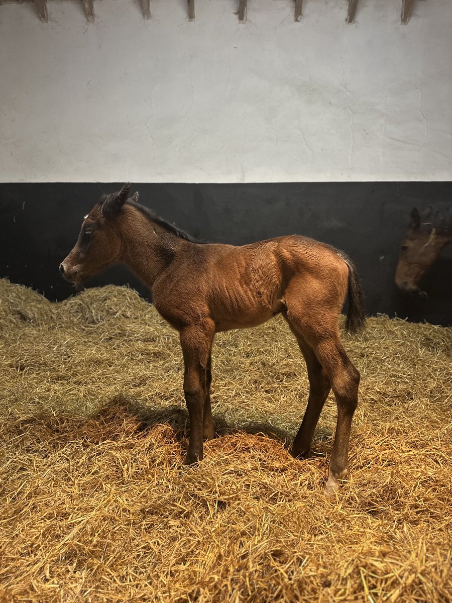 Gillon Bloodstock tweet media