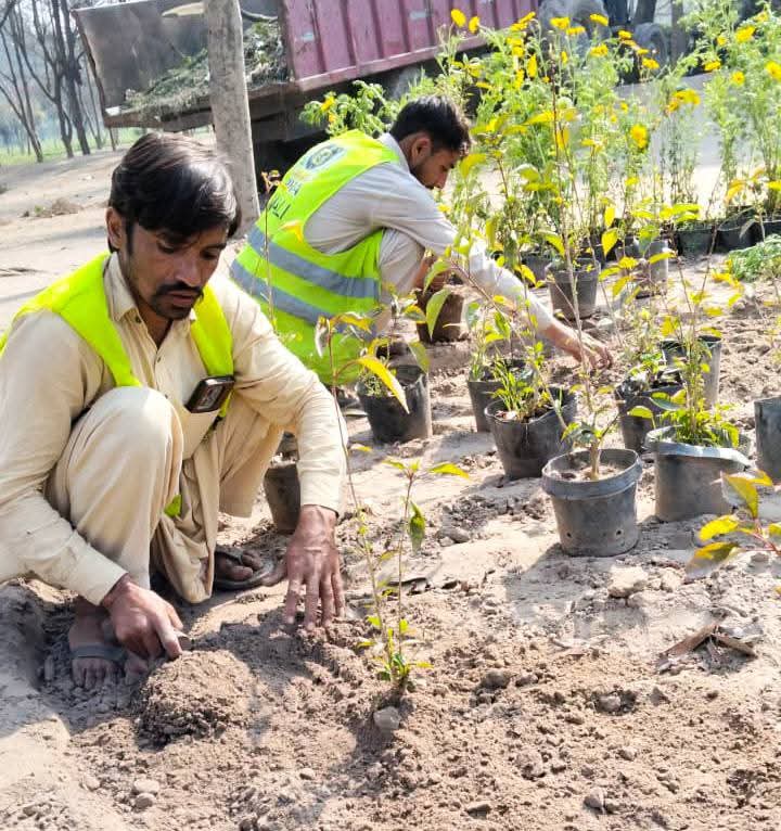 PhaLhr's tweet photo. وزیر اعلی پنجاب محترمہ مریم نواز شریف صاحبہ کے گرین پنجاب ویژن کے تحت پی ایچ اے لاہور کے ملازمین شہر میں شاہراہوں ، گرین بیلٹ اور پارکوں میں ہارٹی کلچر کا
کام کررہے ہیں ۔
#lahore #green #horticulture #lahori https://t.co/JmiaRey93c