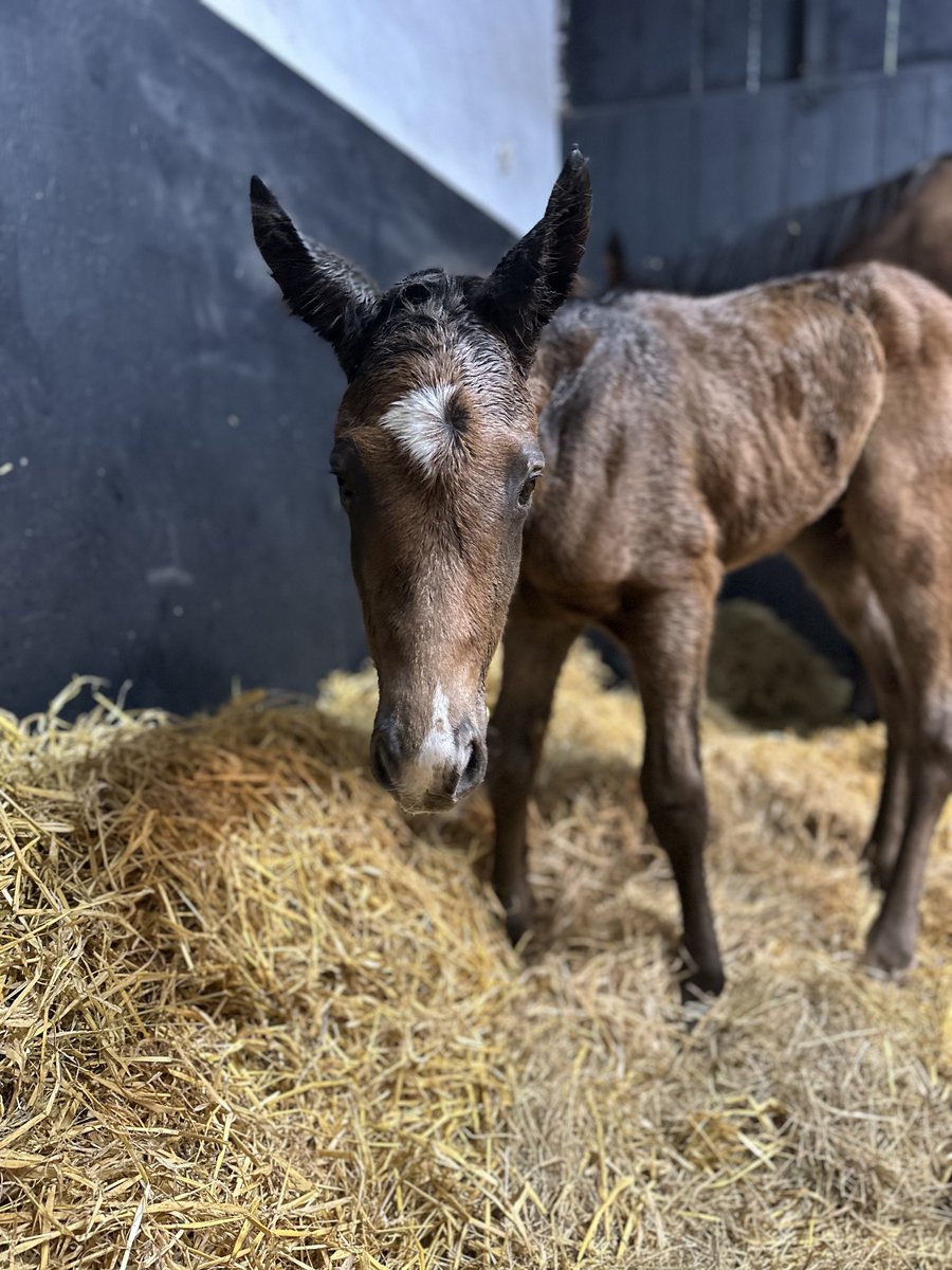 Gillon Bloodstock tweet media