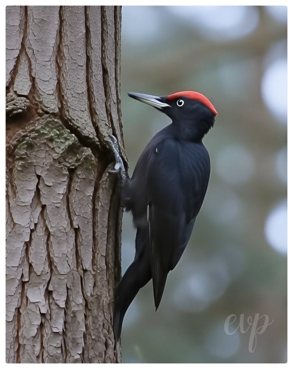 Vandaag is #zwart de kleur bij #KleurInDeNatuur
