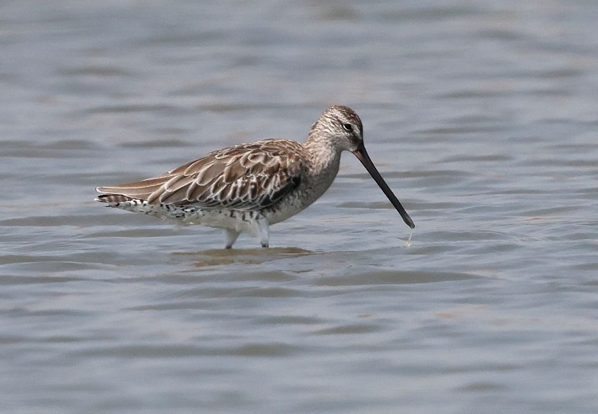 CalidrisBirdingTours tweet media