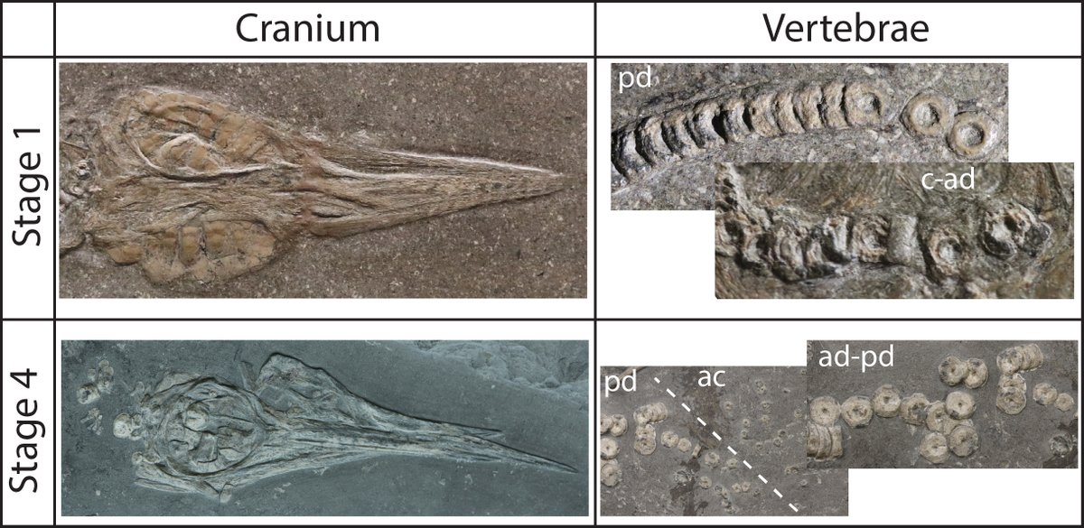 It is finally out! In this paper we show an easy way to stage  ichthyosaur fetuses based on the relative size of their notochordal  canal on their vertebrae (NCI). Important findings: NCI clearly  separates fetal stage together with cranium 
royalsocietypublishing.org/rsos/article/1…