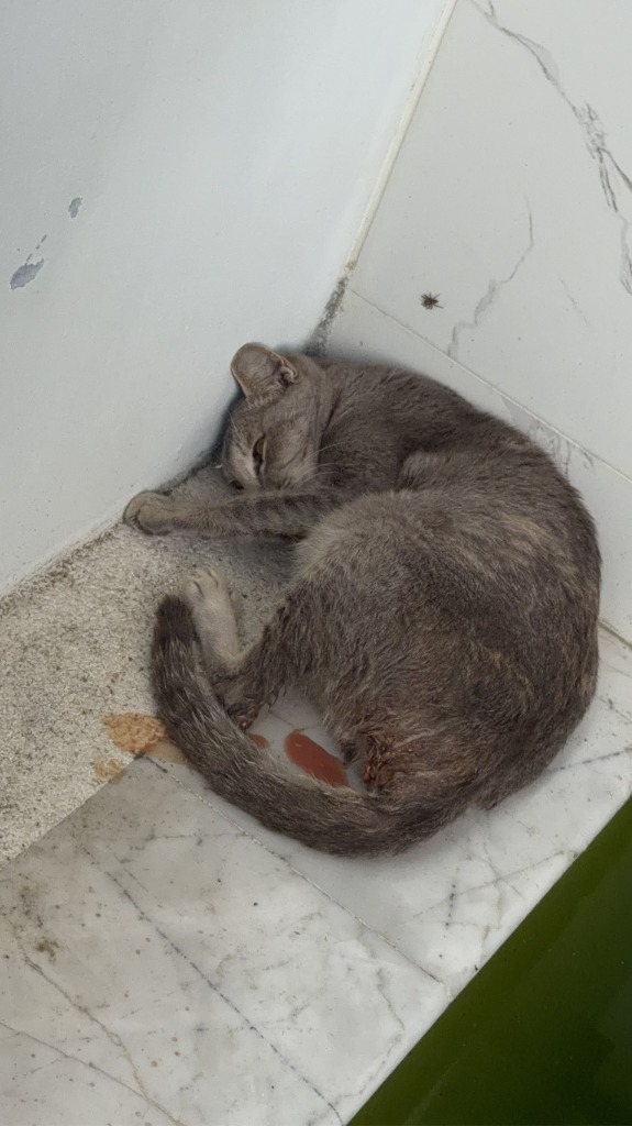 น่าสงสารมาก‼️ ขอน้ำใจช่วยแม่แมวท้องแก่ คลอดลูกไม่ออกมาหลายวัน หลังลูกตายในท้อง พยายามเบ่งลูกออกมาจนหมดเรี่ยวแรงแต่ก็ไม่สำเร็จ เป็นเช่นนี้มา 4-5 วันแล้ว จนกระทั่งล่าสุดมีคนไปพบนอนนิ่งในสภาพยอมแพ้ชีวิต มีน้ำเจือเลือดไหลออกมาจากช่องคลอด ต้องผ่าตัดด่วน