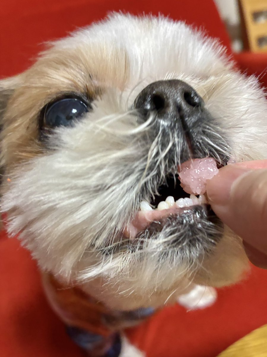 今日親友夫妻から『明日お誕生日でしょ』って、有名な、かど丸餅店さんのお餅を沢山頂いた😭
🍓大福が有名でなかなか買えないのに😭
お仏壇にもお供えして、ちび太に少しお裾分けしながら一緒に頂いた。
お餅は勿論美味しいけれど、親友夫婦のあったかい気持ちが嬉しかったよ😭また会いに行くよ😊