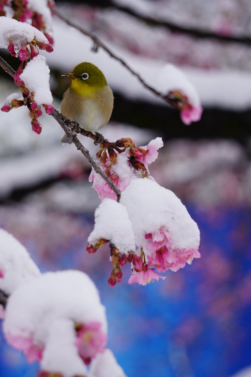 冠雪桜とメジロ
#メジロ #桜