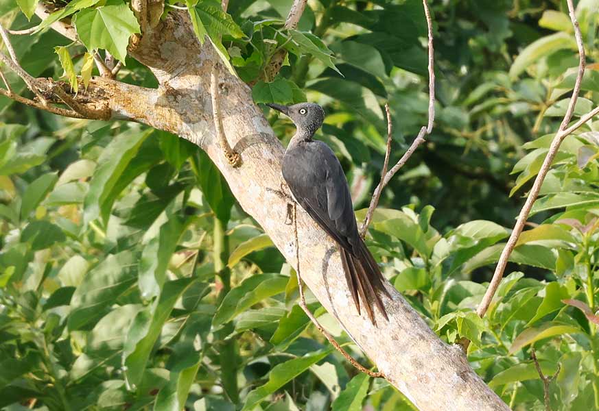 CalidrisBirdingTours tweet media