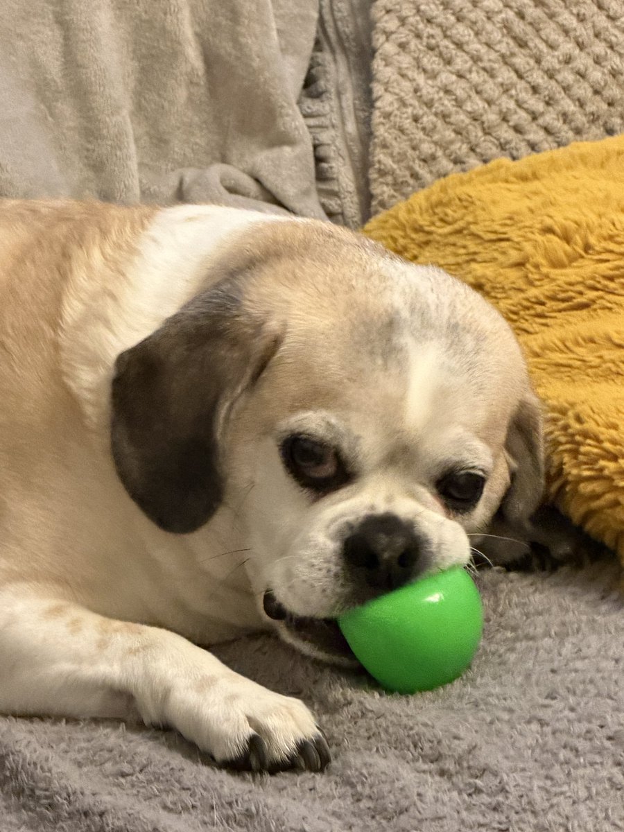 Albert the Pug🌈 (account now run by Betty) tweet media