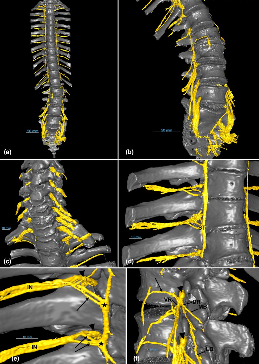 Journal of Anatomy tweet media