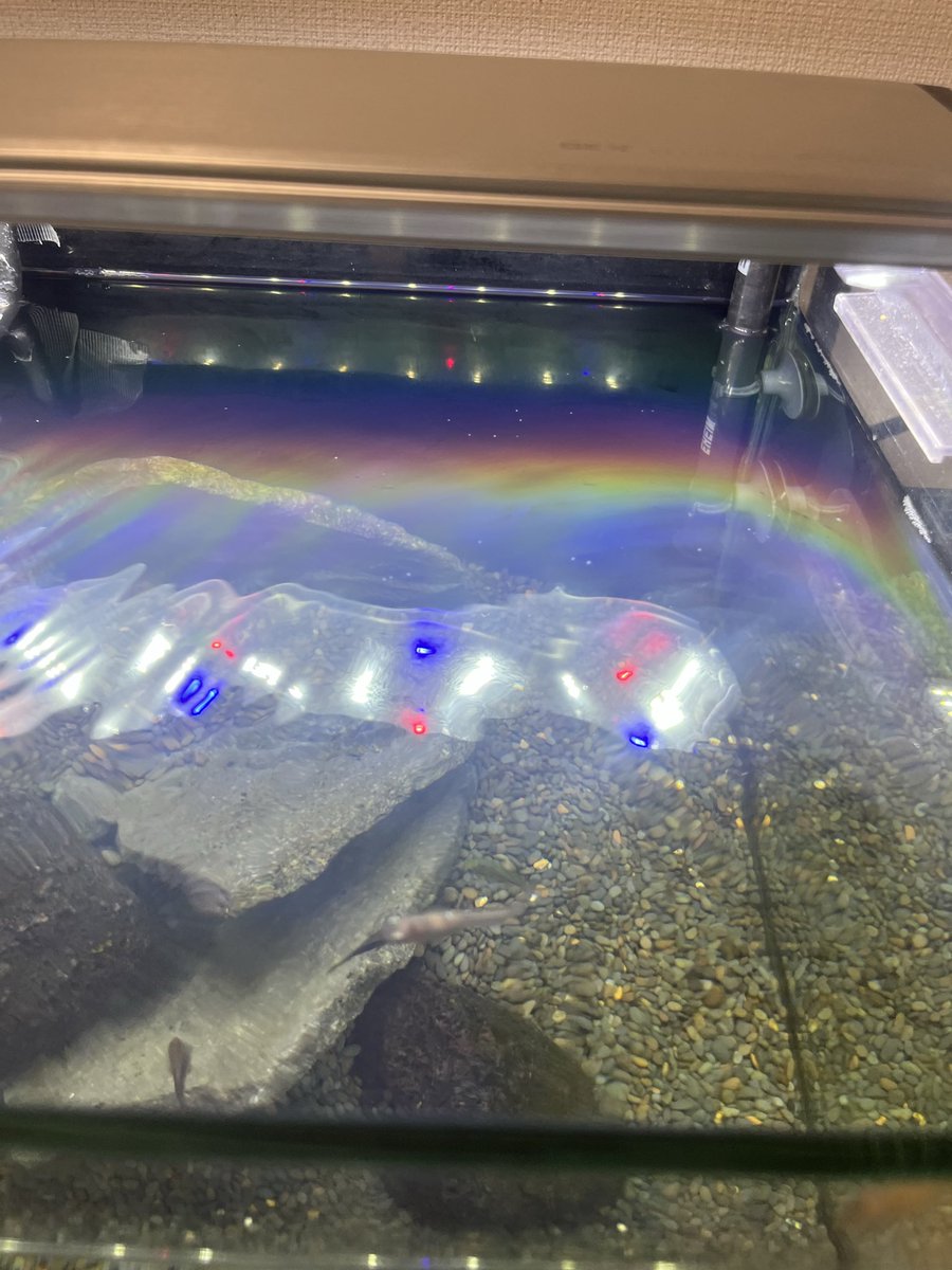 otocori's tweet photo. 水面に虹色🌈が出てて綺麗だけど、環境としては膜張ってるってことで良くないよね？
みんな膜の対応どうしてるんだろう。
吐出口上に向けるとかかな。 https://t.co/KI962EmZQT