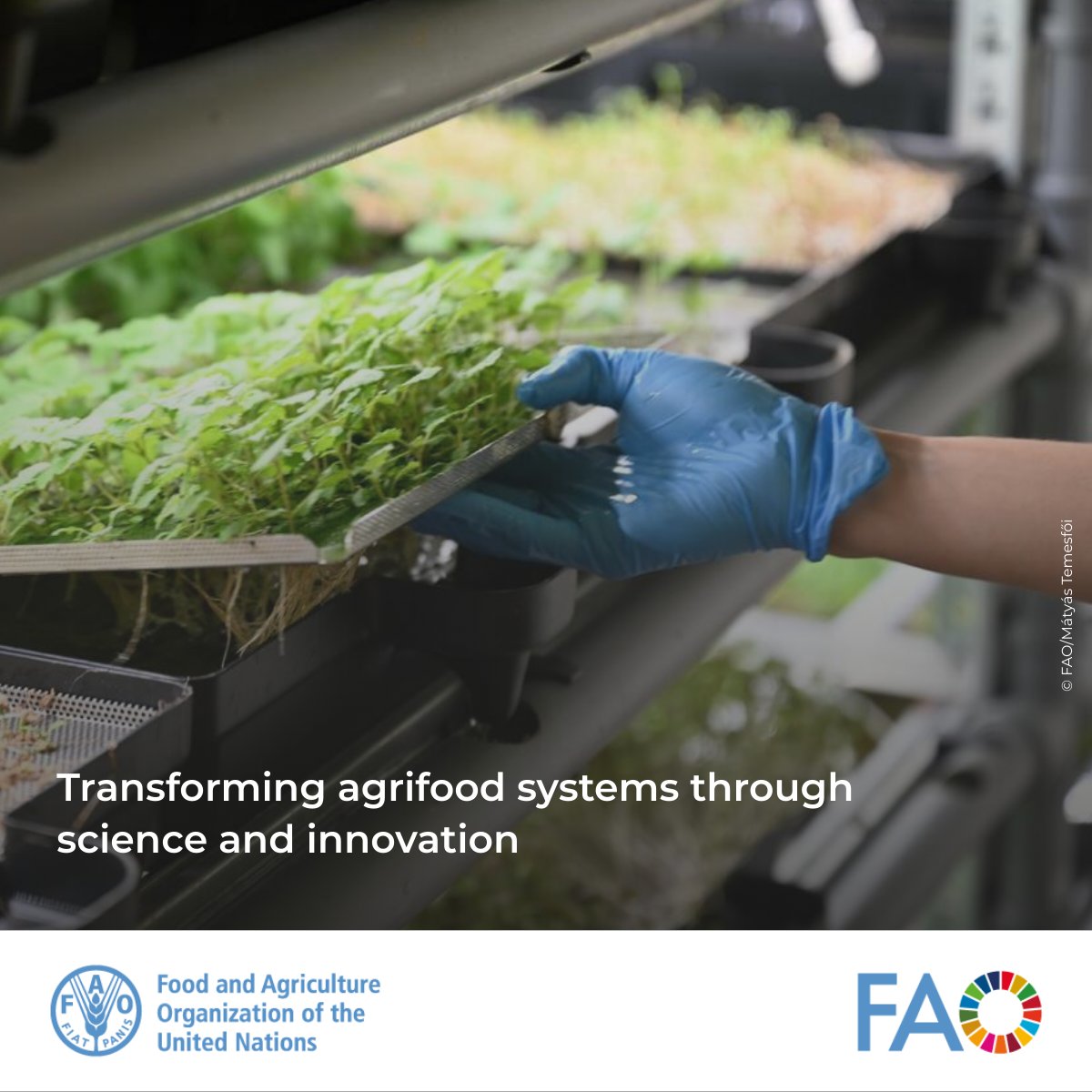 FAOeagriculture's tweet photo. Publication from @FAO highlights the strategic collaboration with @WUR to advance sustainable agrifood systems through #Science, #Innovation, and #CapacityDevelopment 🌱🌍

🔗https://t.co/k5L5KuKSYM https://t.co/zssowW508V