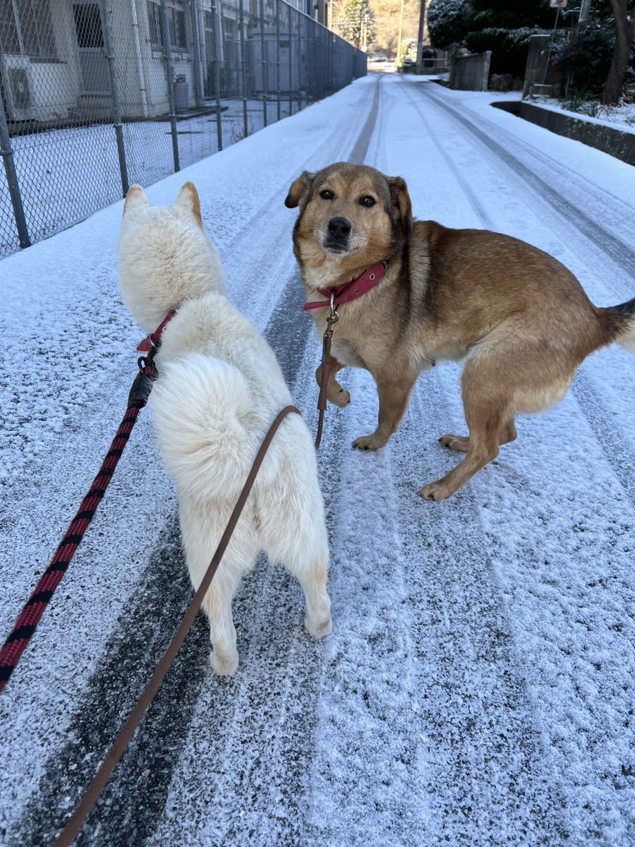 ohpcgb19's tweet photo. 岡山県井原市からです。
犬2匹が居なくなりました。
片方は真っ白の柴犬、もう片方は茶色の雑種です。
井原付近で似た犬の迷い犬の情報、道路に犬の死体がある等、情報があればメッセージ頂けると幸いです。 https://t.co/iLDfk44s4h