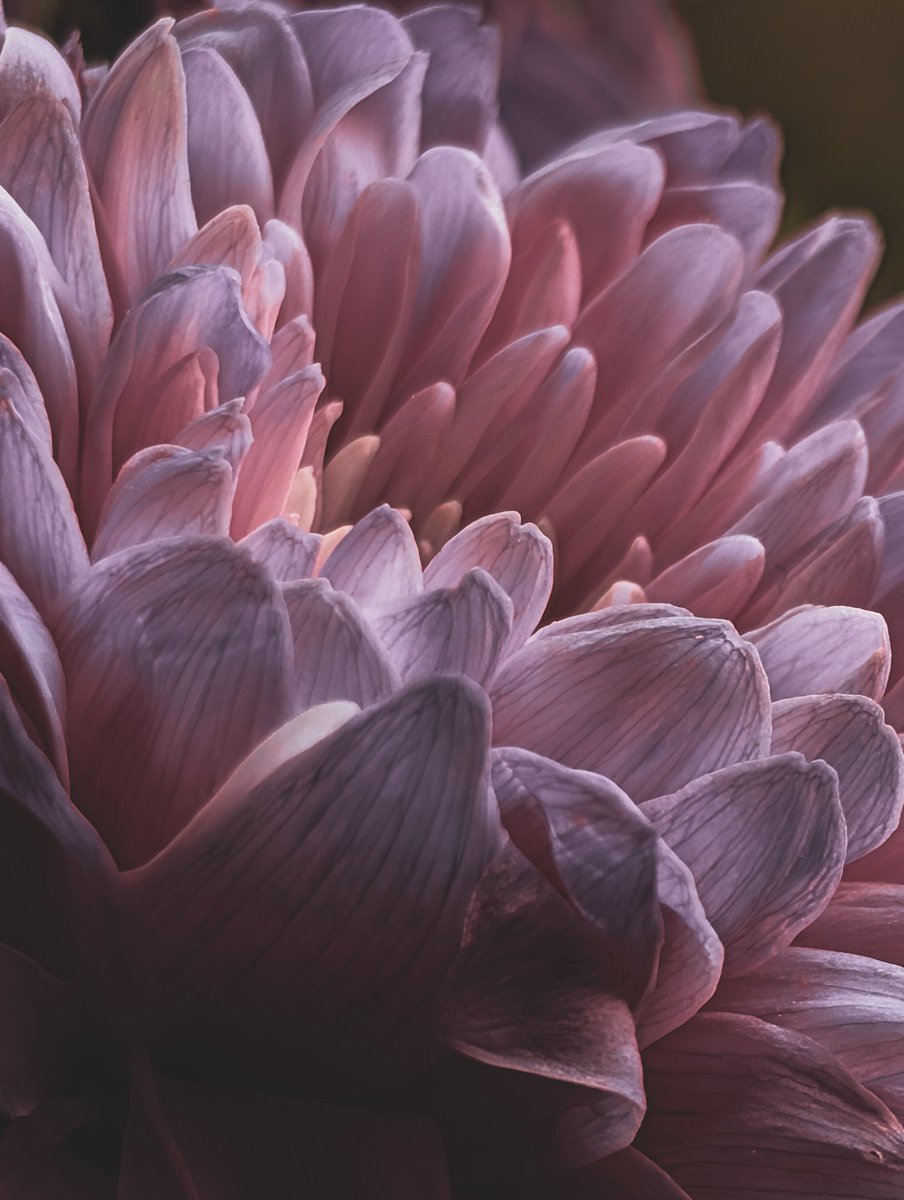 psychoticstate's tweet image. 🩷💜🩷💜
#photography #floral #FlowersOnX