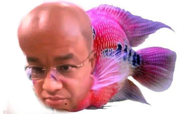 Abis beli ikan lohan aku ges