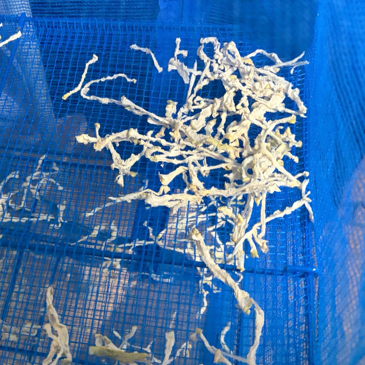 岸本華果👩‍🌾📚農経・人類学 tweet media