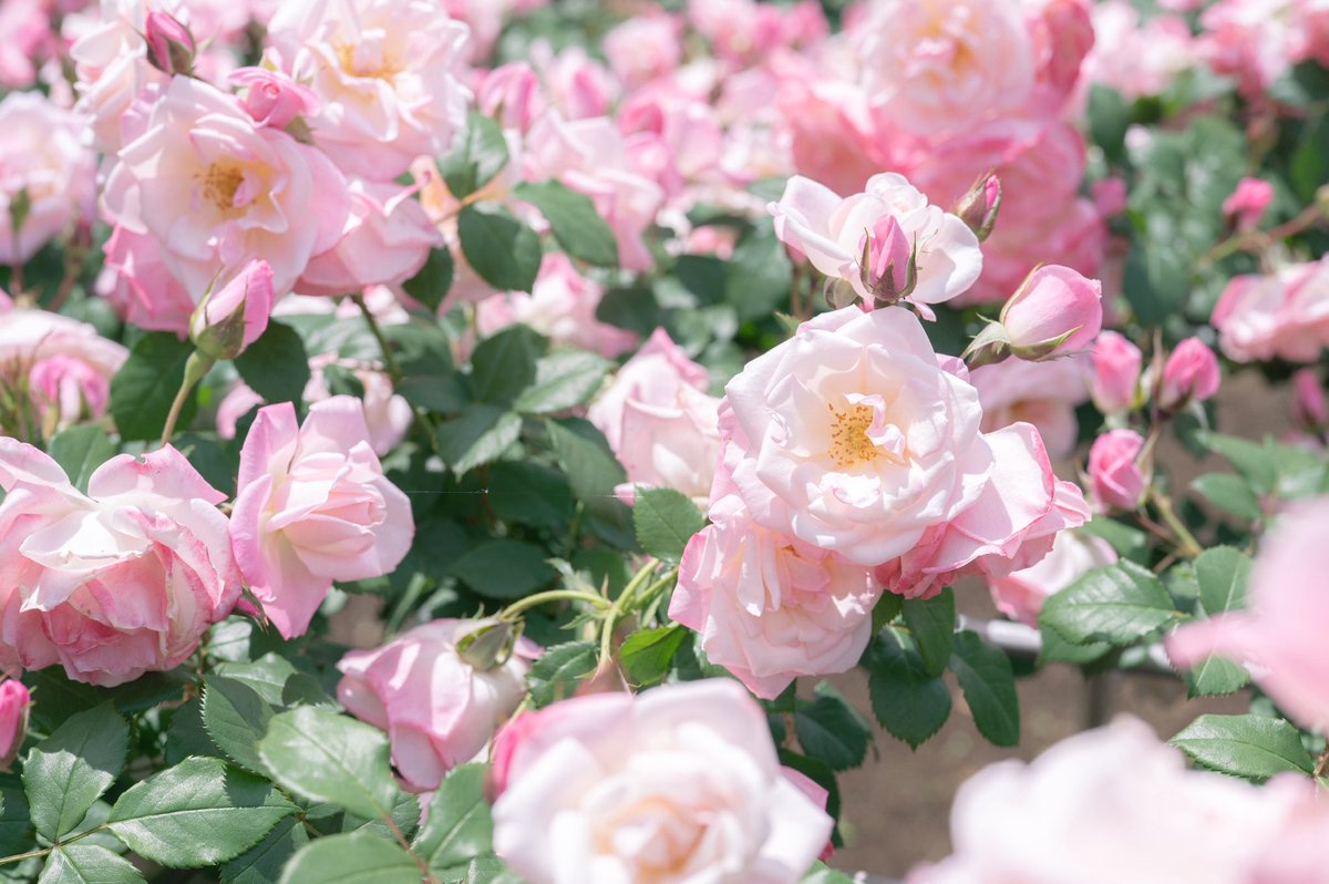 今日も明日もその先も、愛をこめて。