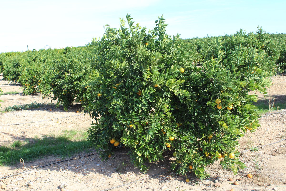 AgroNews Comunitat Valenciana tweet media