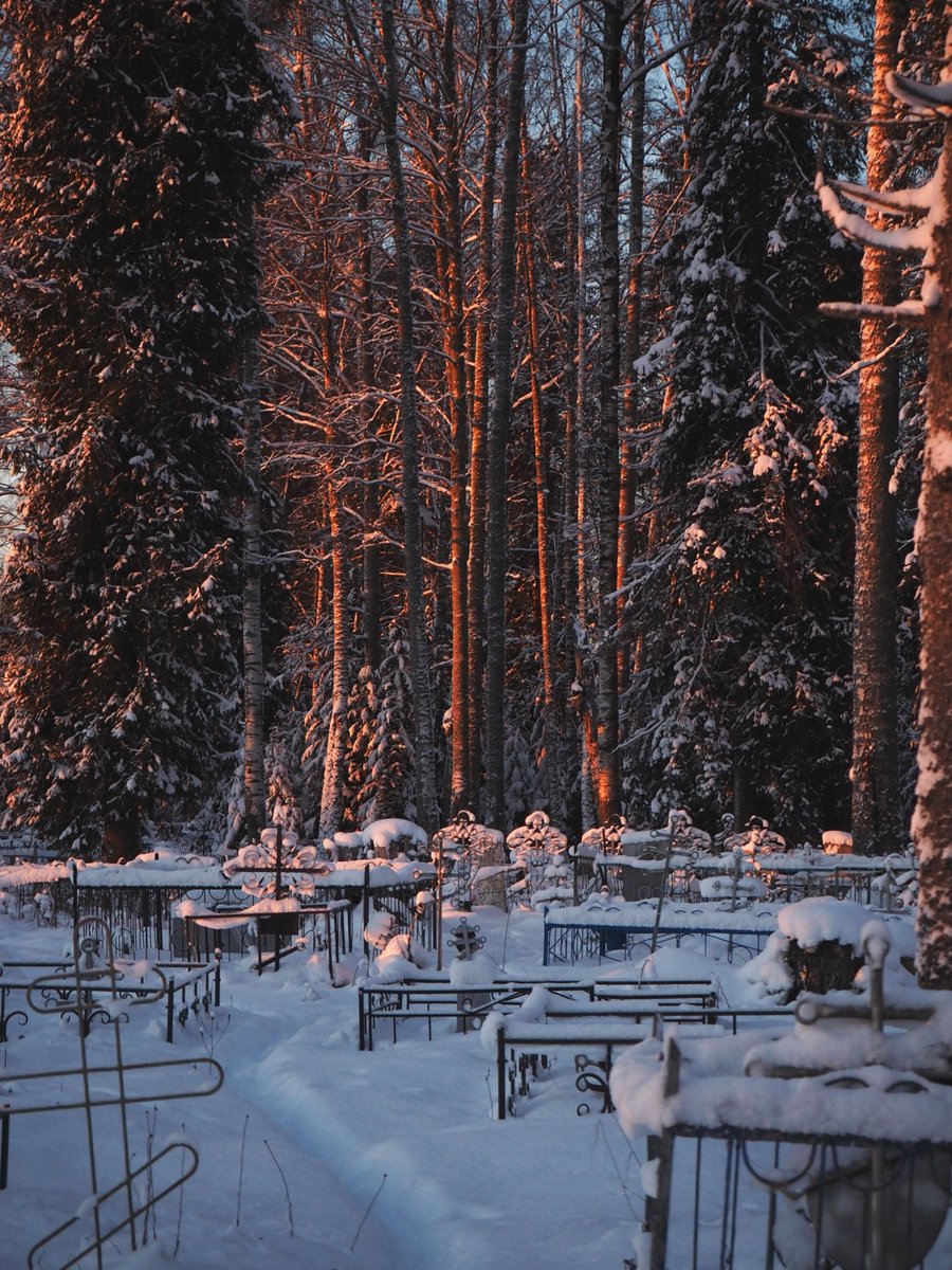 Ебенолог Глушеведович 🌲 tweet media