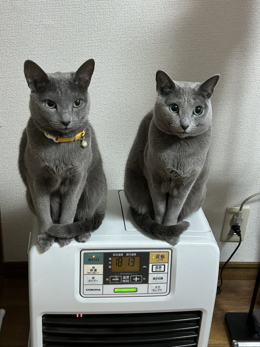 yo.ke.na tweet media