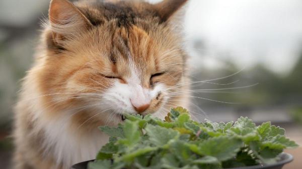 PeritoAnimal's tweet photo. Plantas para gatos que cuidam da saúde https://t.co/2ca0y4cvGO #gatos https://t.co/WmZNmxVIC3